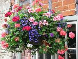 Hanging basket Lacock_4 